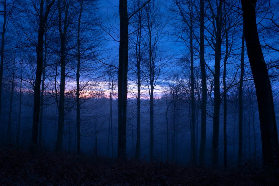 forest-dusk-07.mp4
